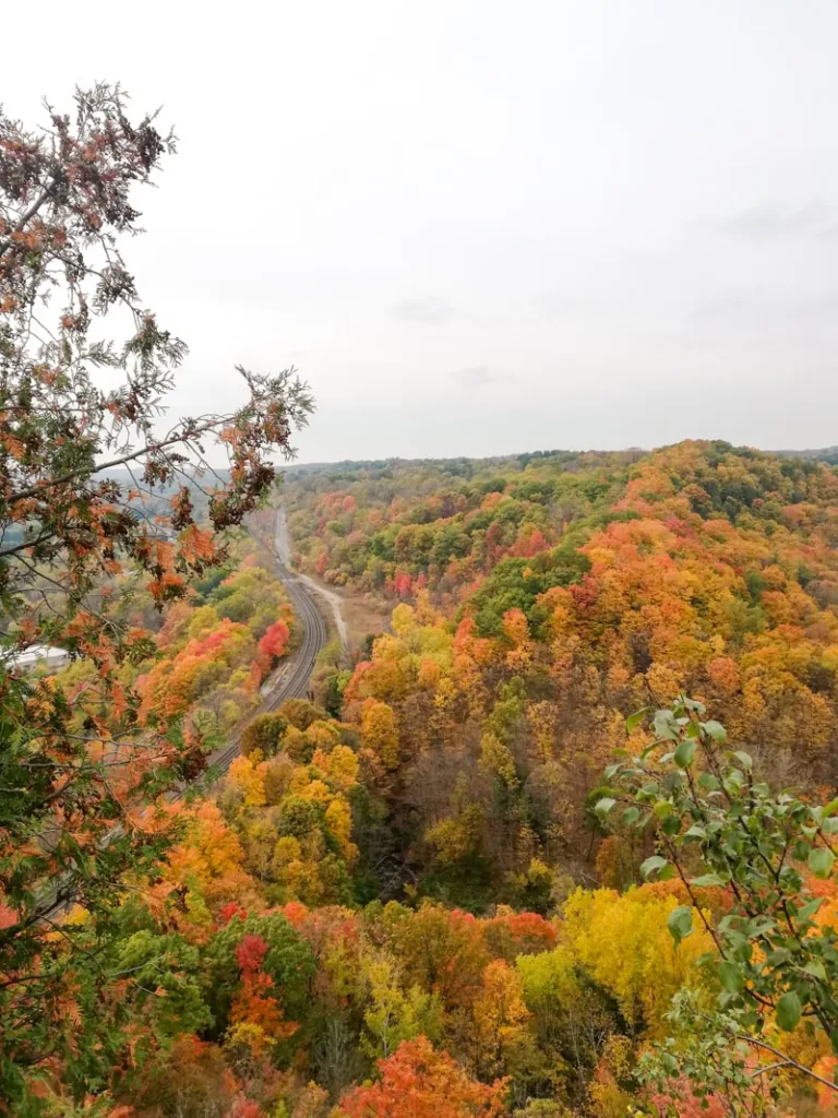 The view of the tops of bright fall colored trees at Dundas Peak 