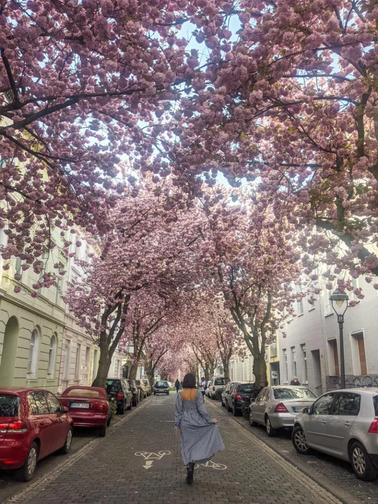 woman standing in the middle of heerstrasse a street lined with cherry blossoms in bonn, germany