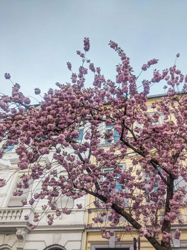Tree branches full of cherry blossoms in bonn, germany