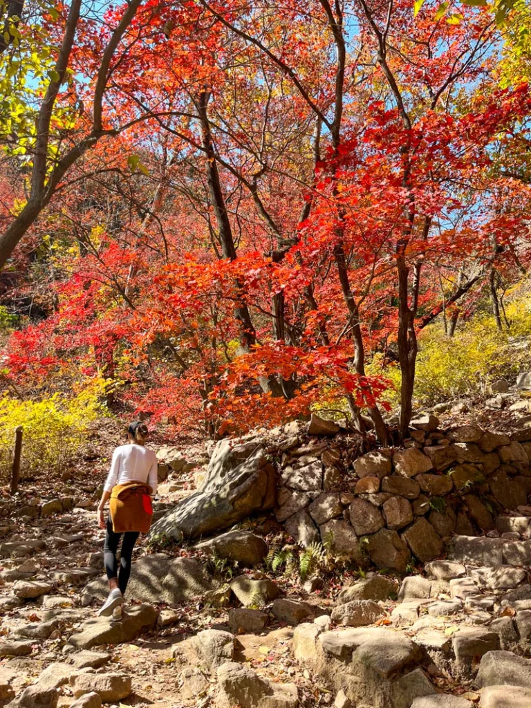 brightly colored fall foliage at the bukhansan national park in seoul