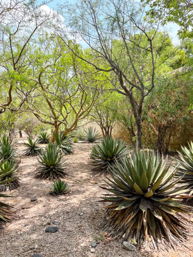 native plants at the jardin etnobotanico in oaxaca city