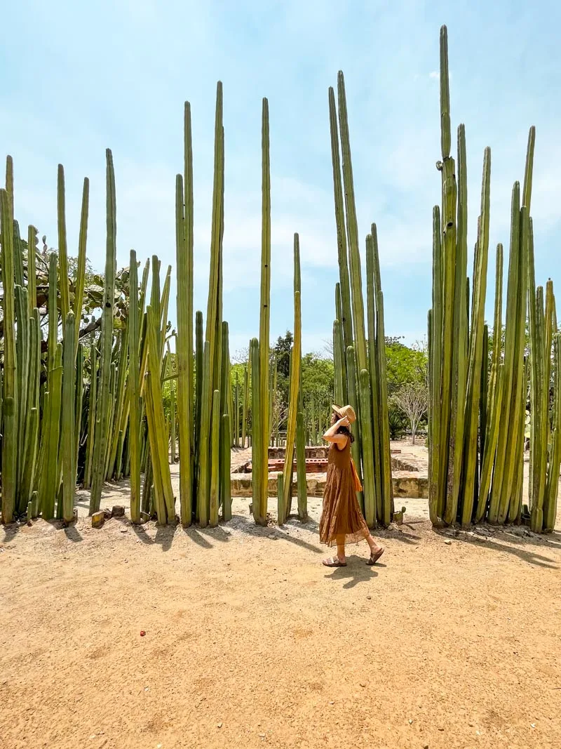 woman walking in front of really tall skinny cacti at jardin etnobotanico in oaxaca city