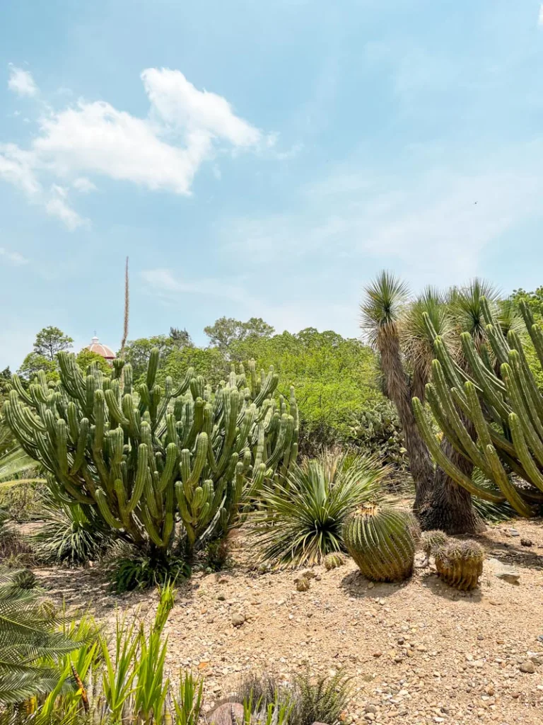 variety of native plants at the jardin etnobotanico in oaxaca city