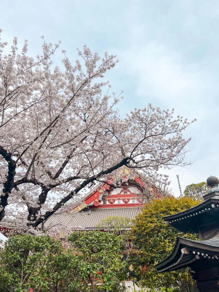 Cherry blossom trees with a view of Senso-ji Temple at the back