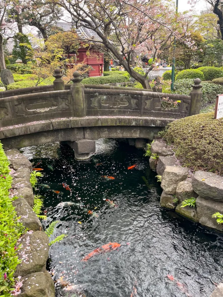 Koi fish swimming in cherry-blossom petals at the Asakusa pond