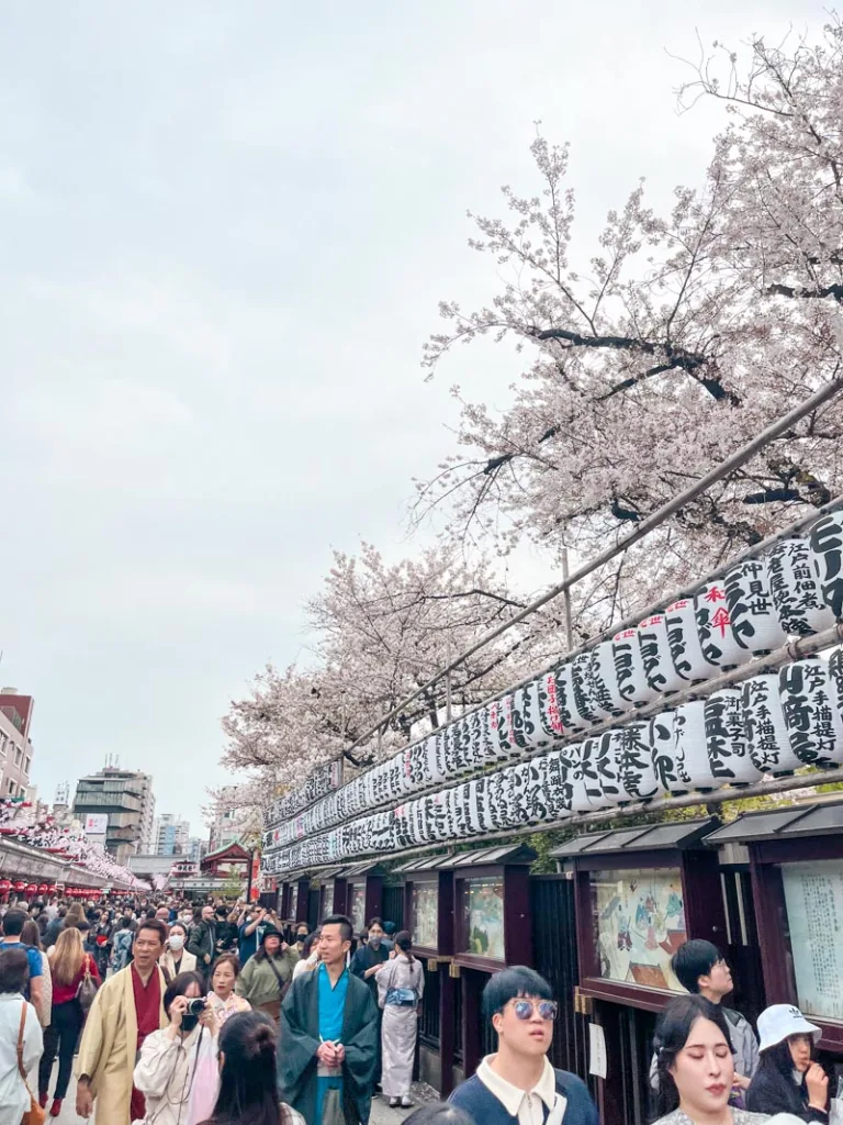Asakusa main street lined with cherry blossom trees