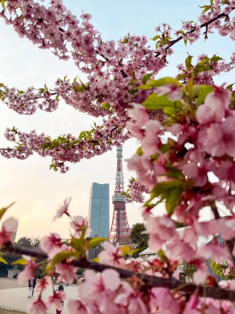 A close up of cherry blossom branches with a view of Tokyo Tower at the back