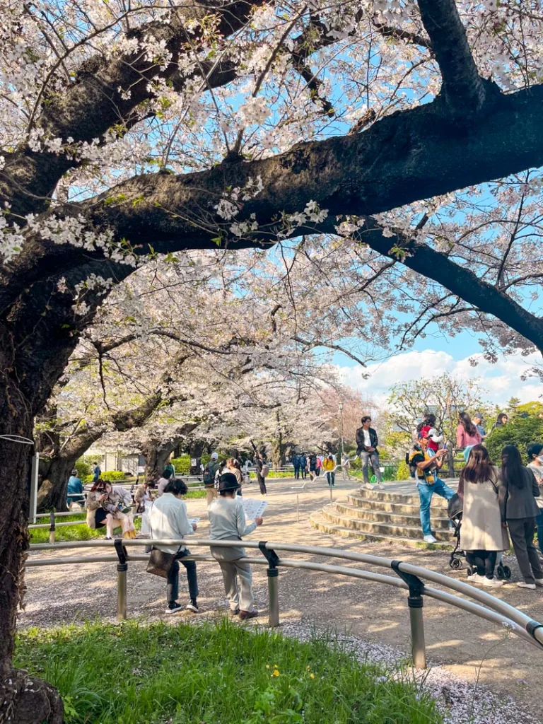 Cherry blossom trees in Chidorigafuchi Sakura Park in Tokyo