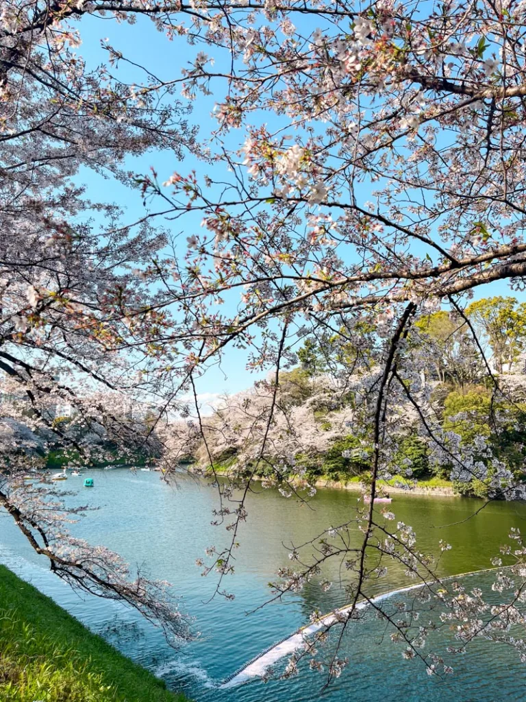 Long cherry blossom branches dangling over the water at Chidorigafuchi Sakura Park in Tokyo