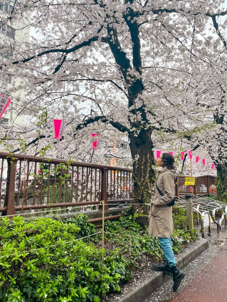 Woman looking up at the cherry blossom trees lining the Meguro River Promenade in Tokyo