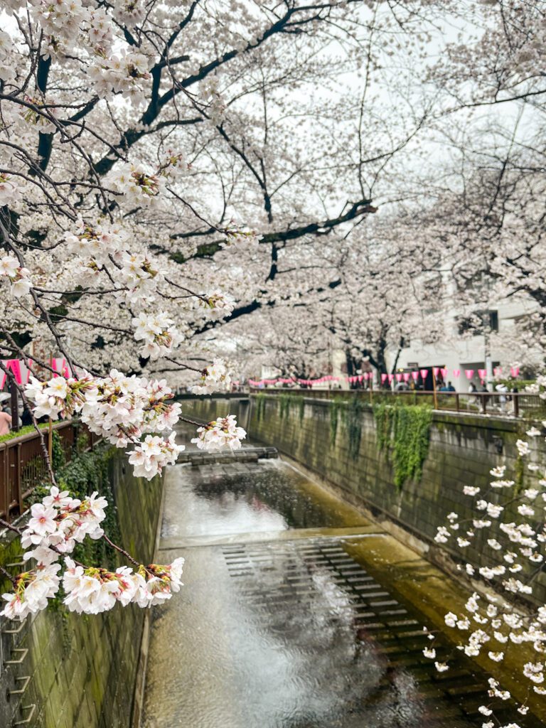 View of the cherry blossom trees lining the river at Meguro River in Tokyo
