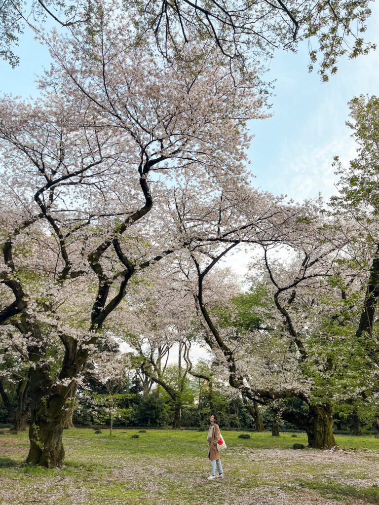 Woman looking small next to old and massive cherry blossom trees at Shinjuku Gyeon National Garden