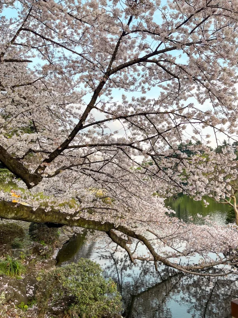 Massive branches of cherry blossoms reaching for the lake at Shinjuku Gyeon National Garden