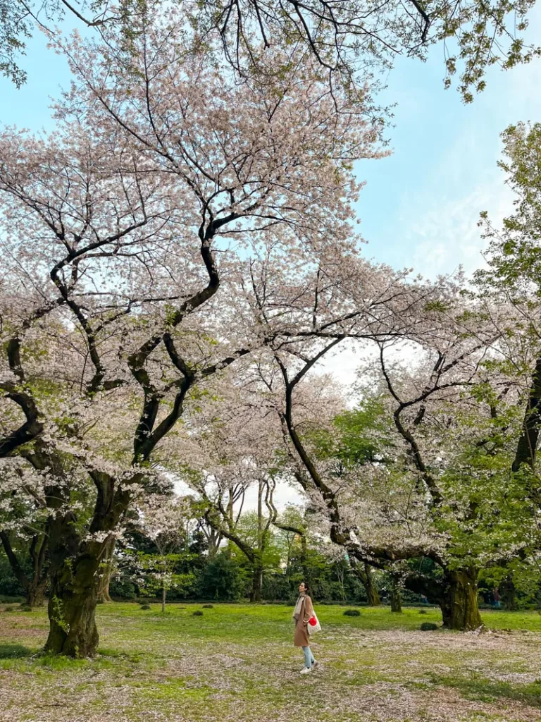 Woman looking small next to old and massive cherry blossom trees at Shinjuku Gyeon National Garden