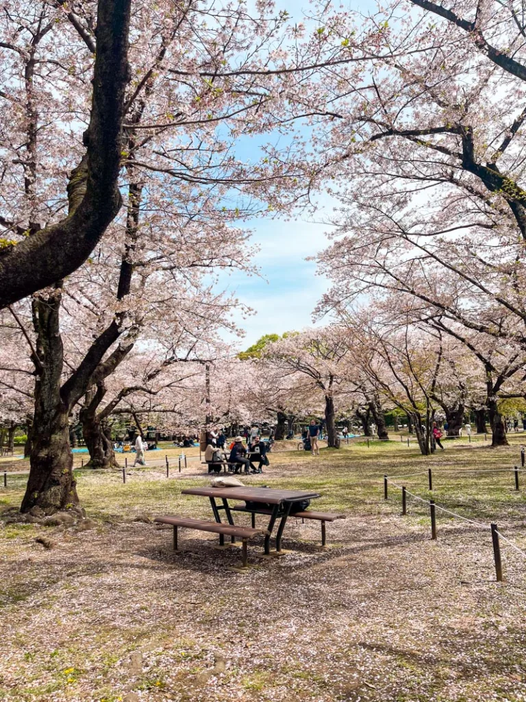 Picnic tables under the cherry blossom trees at Yoyogi Park in Tokyo