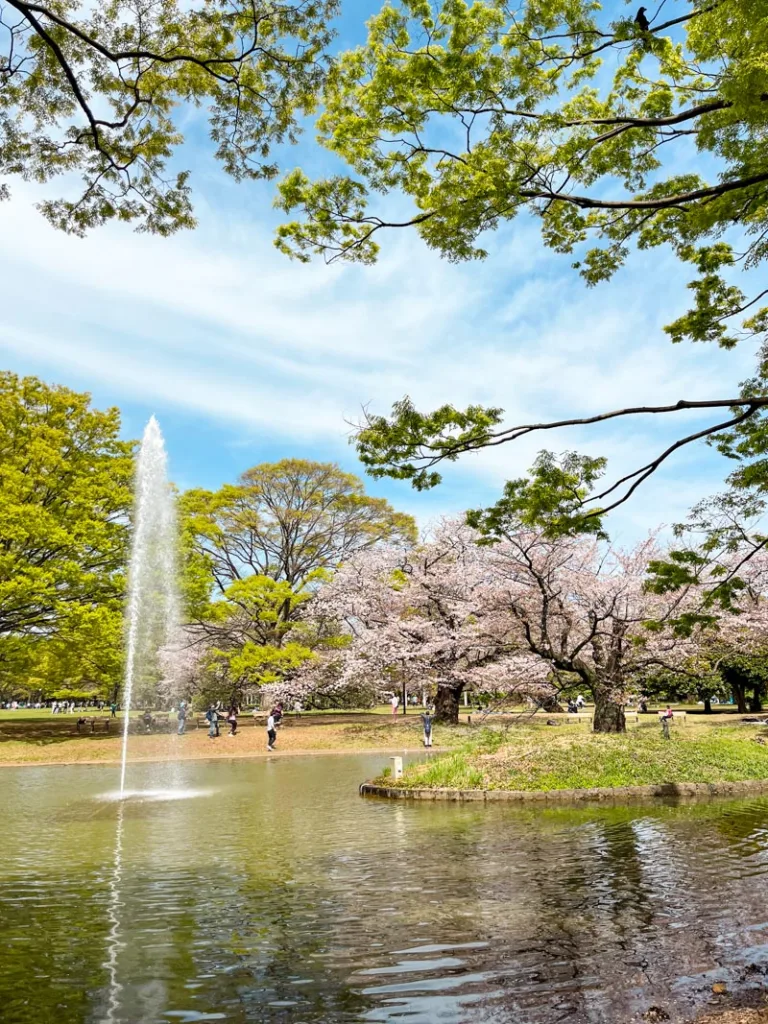 an artificial lake surrounded by trees and a cherry blossom tree at Yoyogi Park, one of the bes places to see cherry blossoms in Tokyo