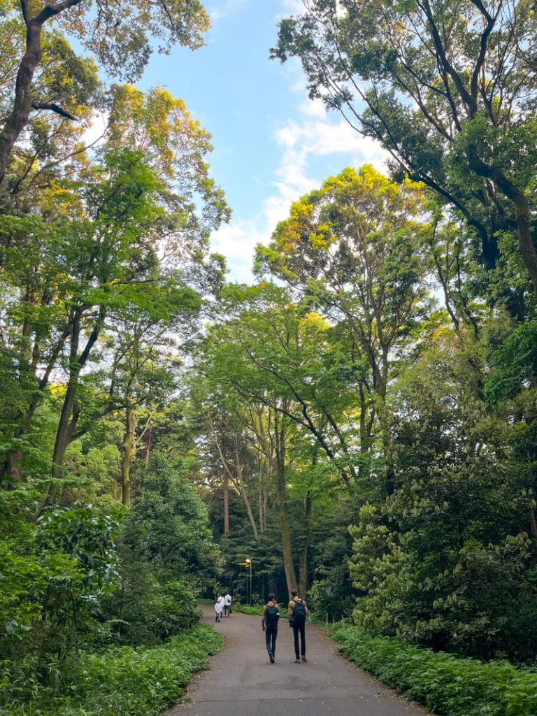 two people walking along a path in yoyogi park, surrounded by tall trees