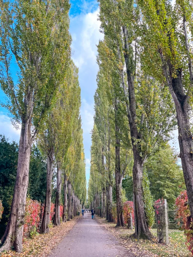 tree lined pathway going through the Assistens Cemetery in copenhagen