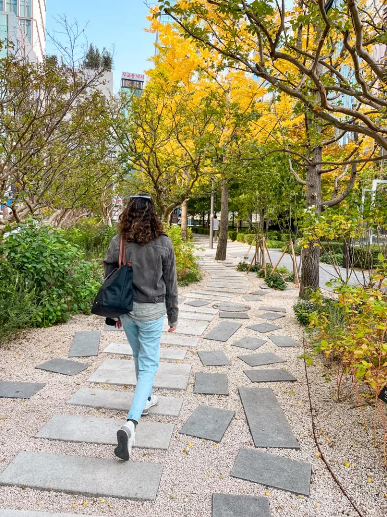 woman walking through a pavement pedestrian path lined with ginkgo trees changing colors in seoul in autumn