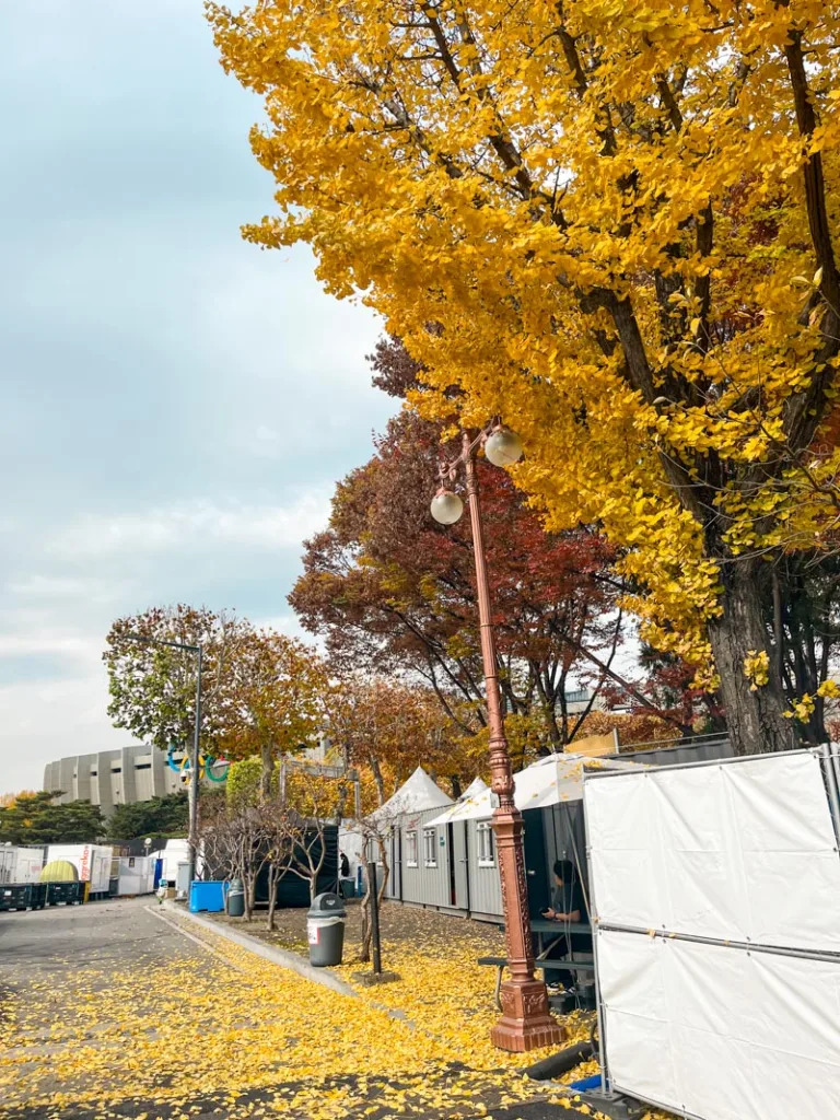 a big ginkgo tree on the side of the street with many bright yellow leaves on the floor in seoul in autumn