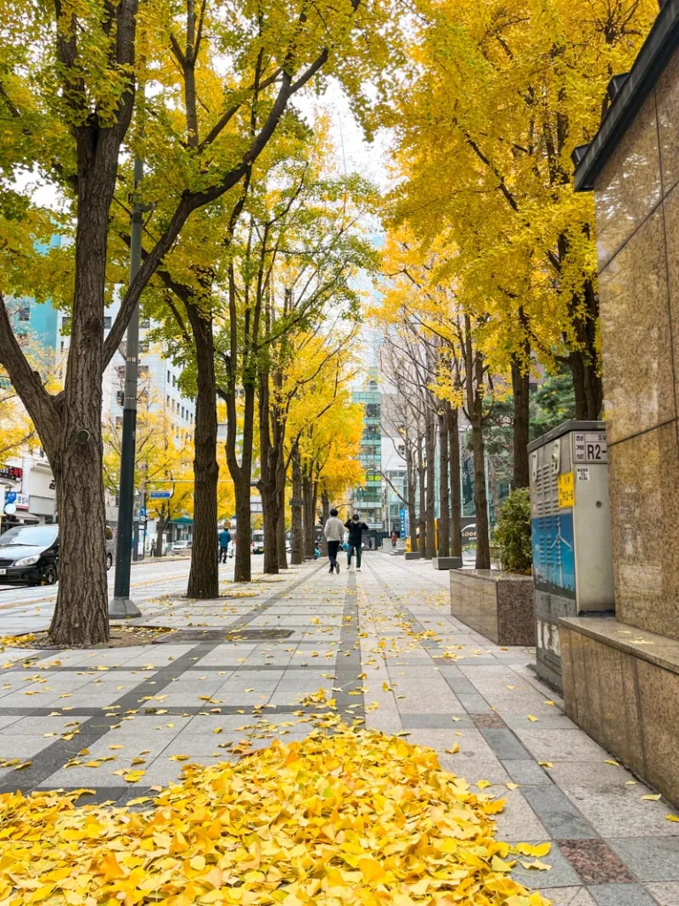 a pile of fallen ginkgo leaves and a street lined with trees in downtown seoul in autumn