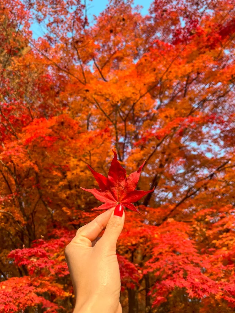 hand holding a small bright read maple leaf at nami island in autumn