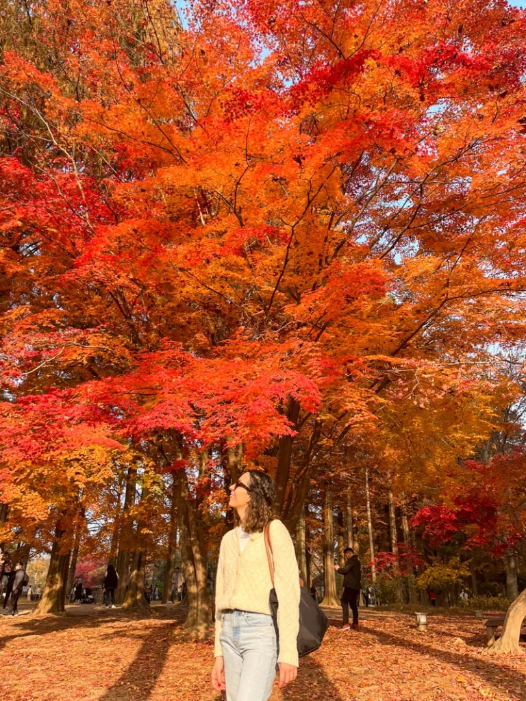woman standing in front of a massive bright red maple tree in nami island, south korea