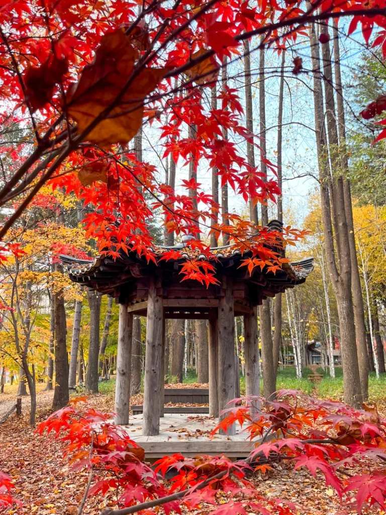a small kiosk in the woods peeking through red maple leaves in nami island in south korea