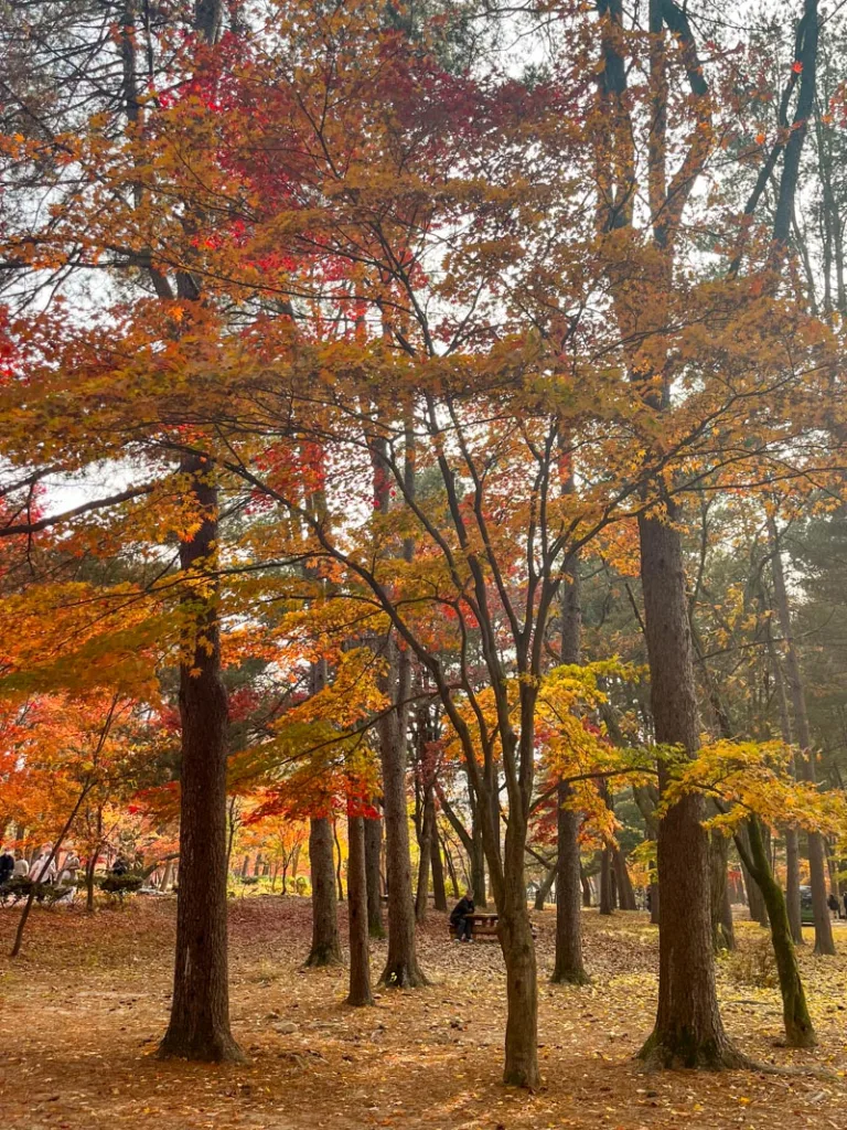 bright autumnal trees in nami island in south korea
