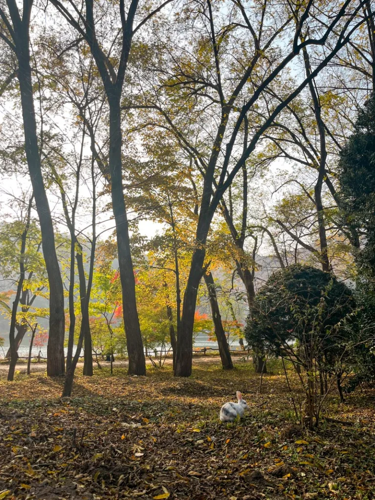 a white bunny hopping through a leaves-covered floor in nami island, south korea