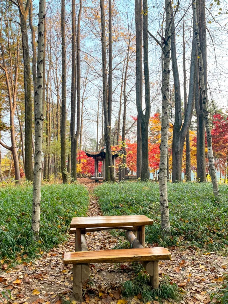 a wooden picnic table in the woods at nami island in south korea