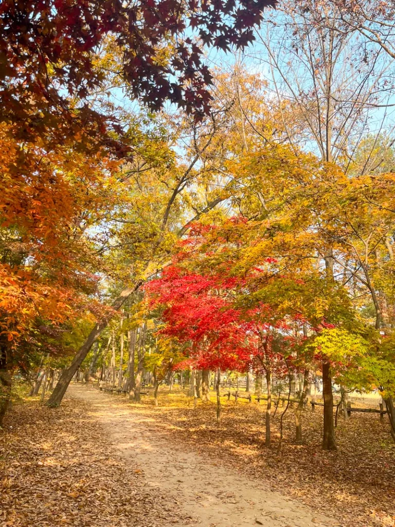 small dirt road going through vibrant autumnal trees in nami island, south korea