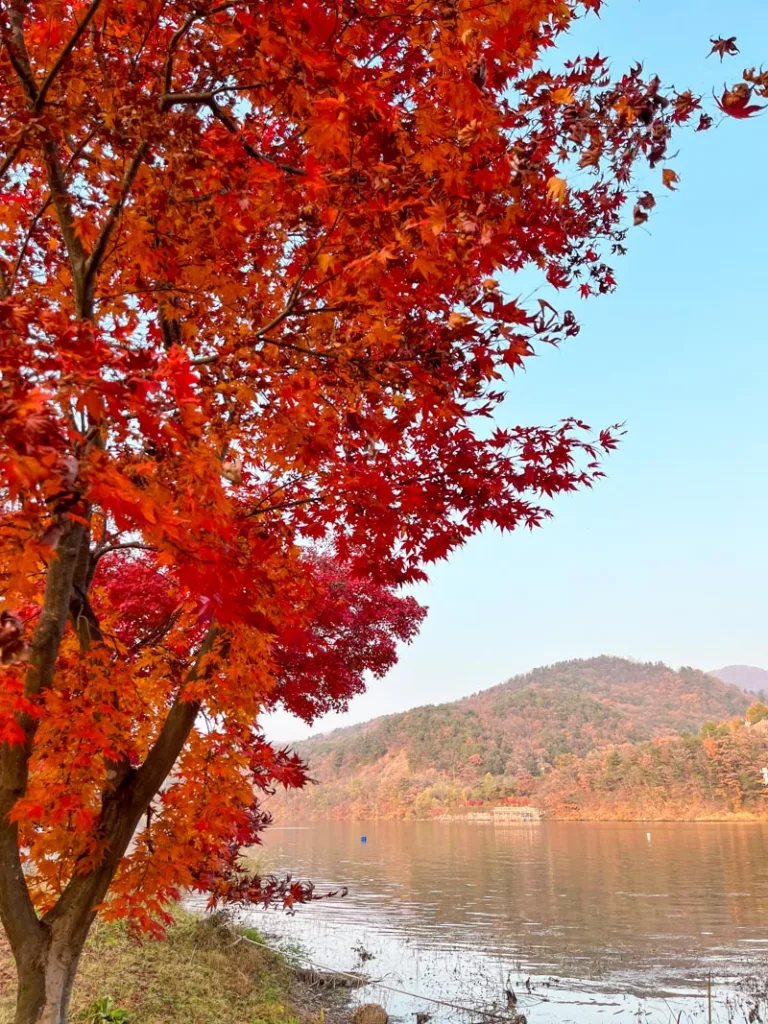 a bright red maple tree and a view of the river from nami island in south korea