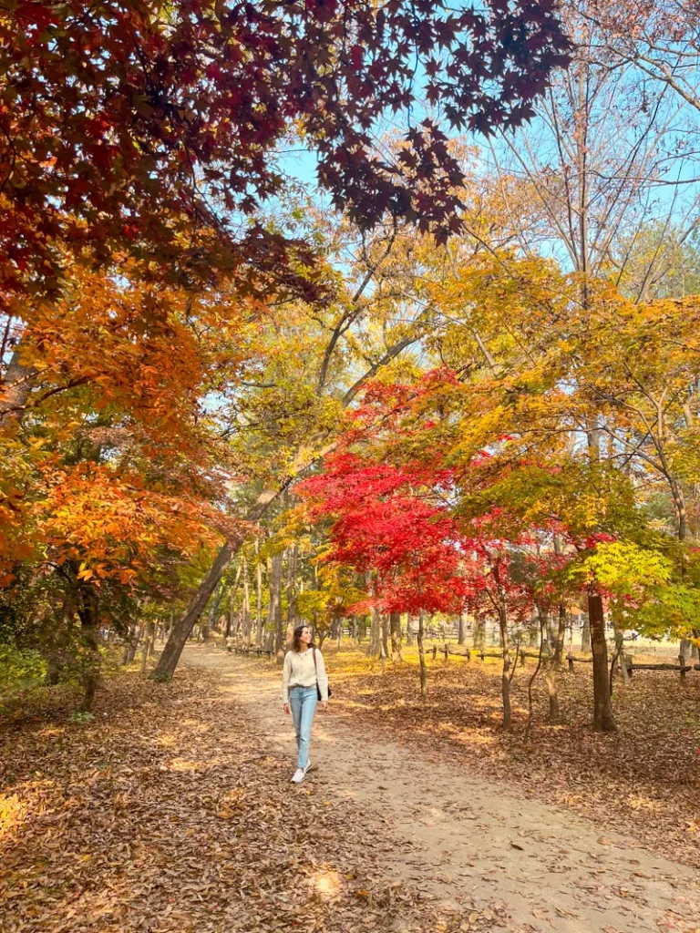woman standing in a middle of a small dirt road surrounded by colorful autumnal trees in nami island, south korea
