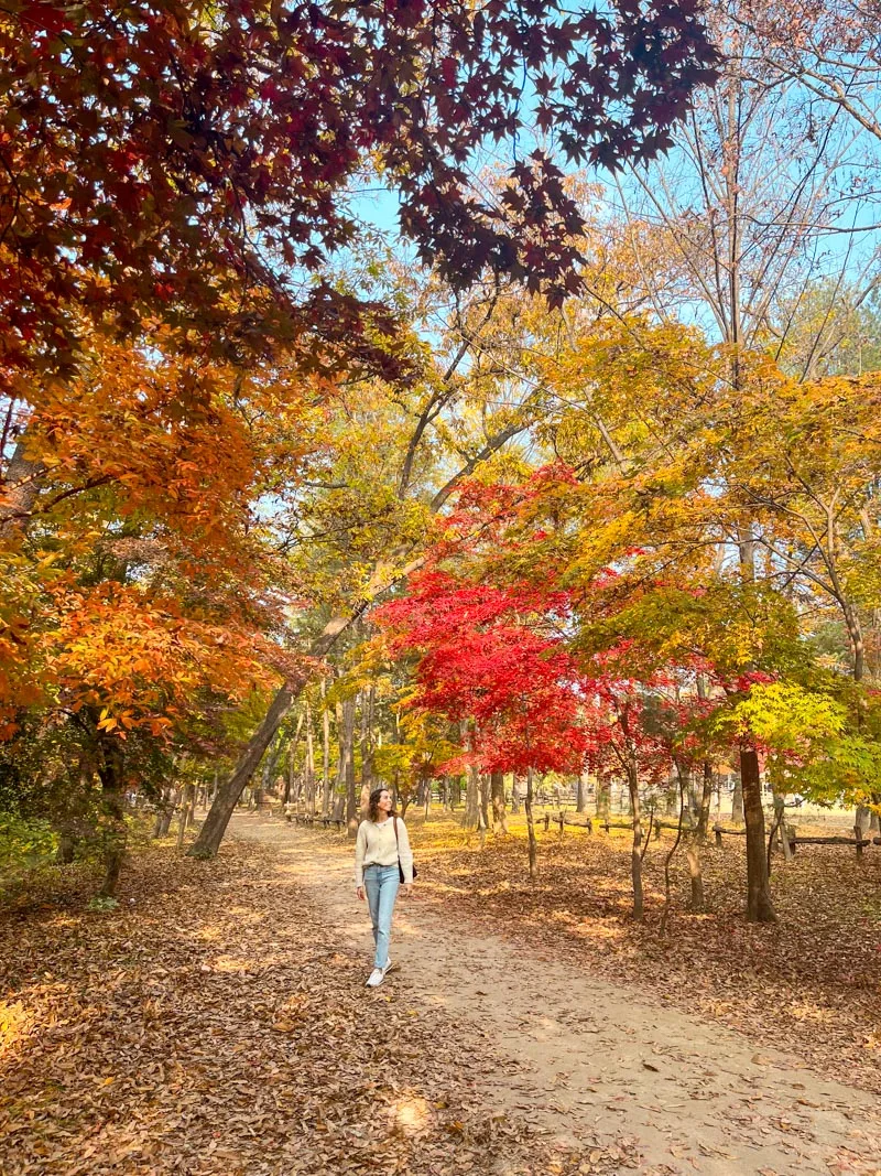 woman standing in a middle of a small dirt road surrounded by colorful autumnal trees in nami island, south korea
