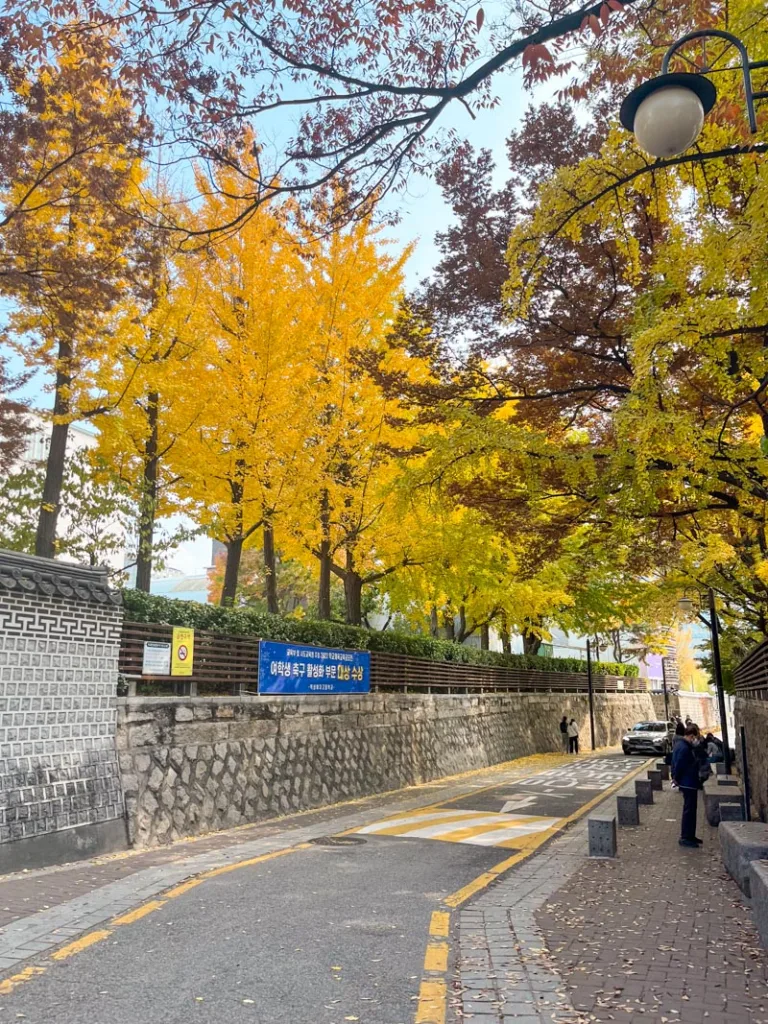 small street in seoul lined with bright yellow ginkgo trees in autumn