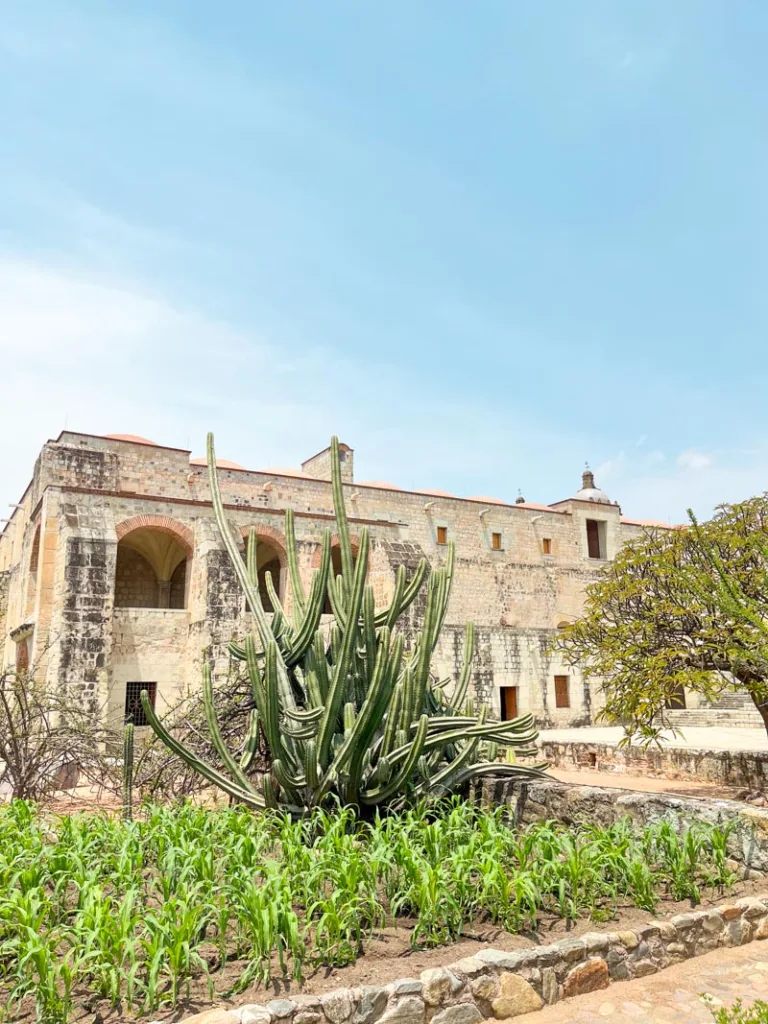 native plants at the jardin etnobotanico in oaxaca city
