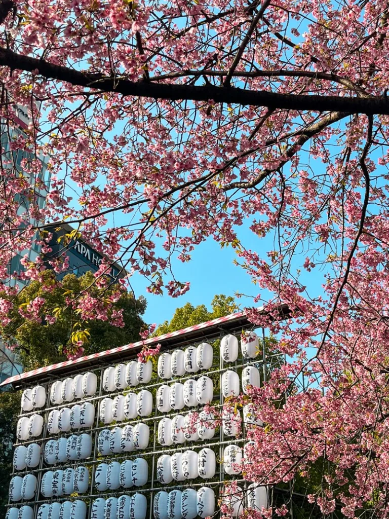 japanese lanters framed by cherry blossom branches at the entrance of ueno park in tokyo