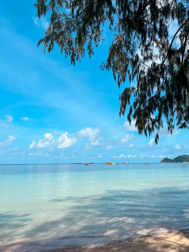 a turquoise beach framed by a tree branch on the right corner at sairee beach in koh tao, thailand