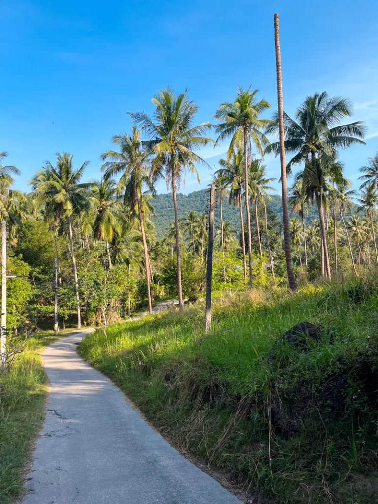 small road through greenery surrounded by palm trees in koh tao, thailand