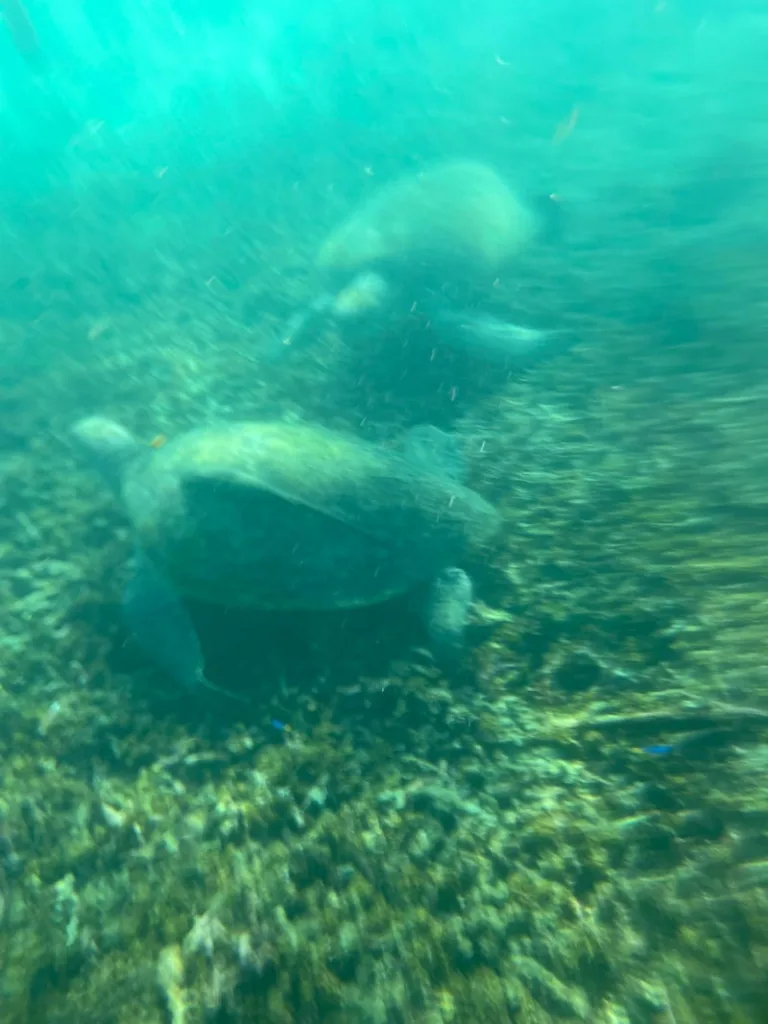 blurry image of sea turtles underwater at sharks bay in koh tao, thailand