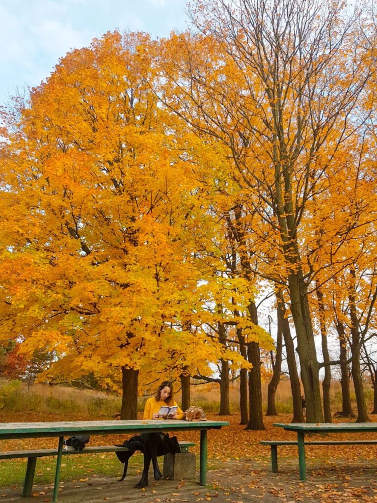 Fall foliage in Toronto's park