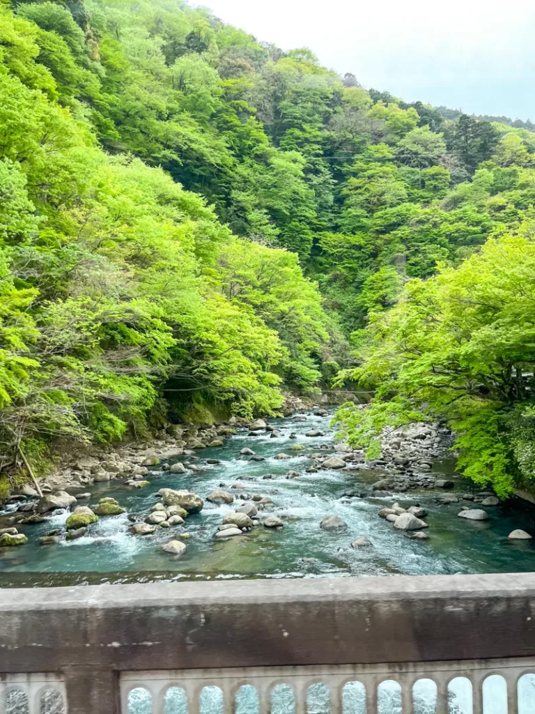 vibrantly lush hills surrounding a river in hakone