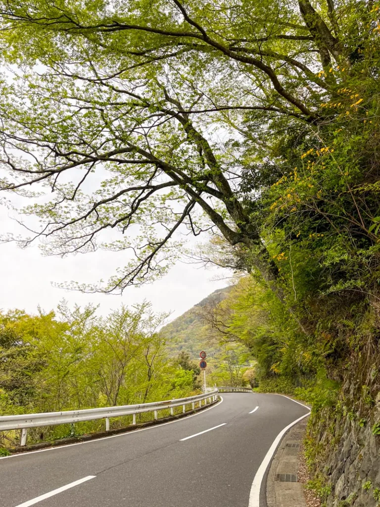 lush winding roads in hakone