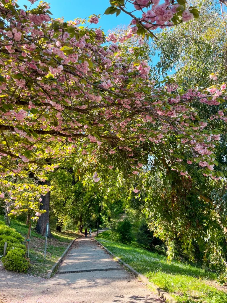 Branched of cherry blossoms arched over a pathway at Trastevere's Botanical Garden