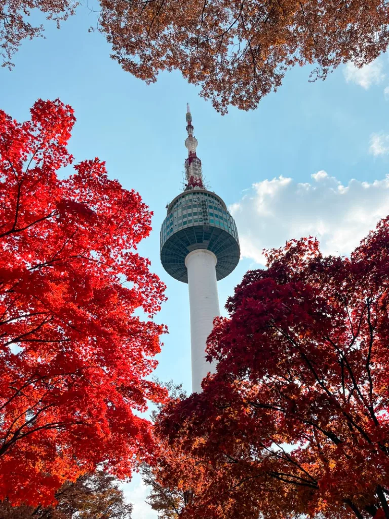 view of the n-seoul tower lined by trees with bright red leaves