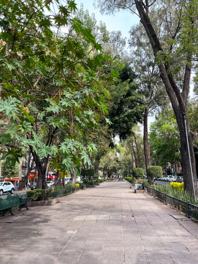 tree-lined pedestrian pathway in the middle of alvaro obregon avenue in la roma mexico city