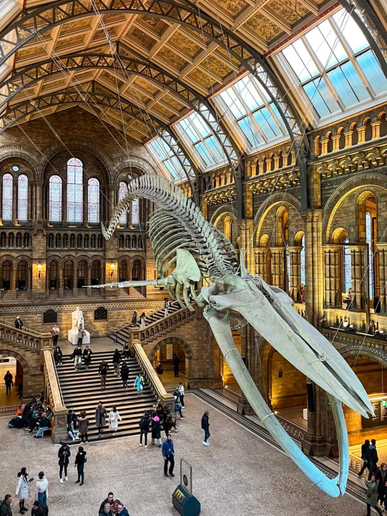 view of the whale skeleton floating above the natural history museum foyer in london