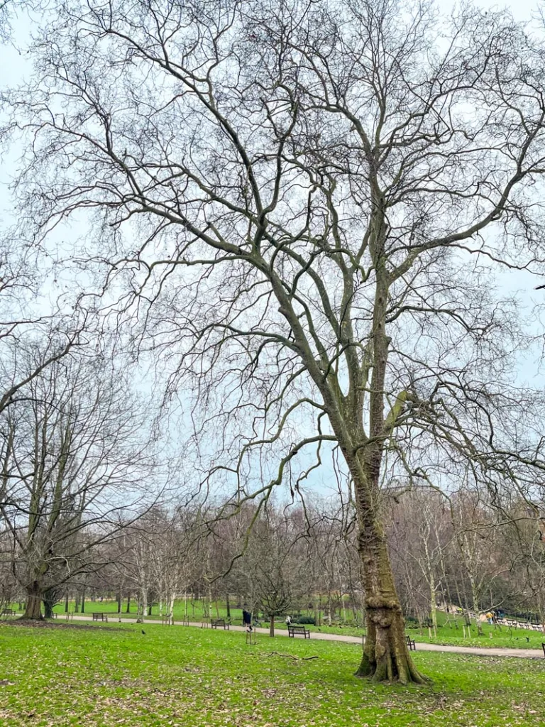 green grass and naked trees at hyde park in london